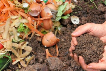 Compost domestique avec biodéchets et terre fertile illustrant la compostabilité réelle et la fin de vie responsable des produits ManaMani