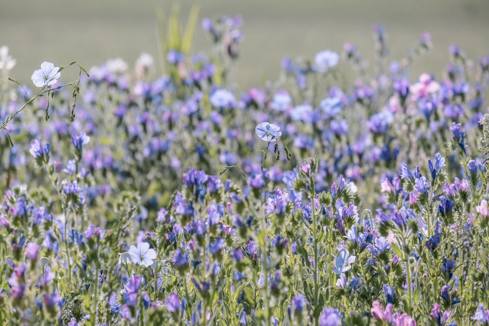 Champ de lin en fleurs bleues illustrant la culture de la fibre de lin textile en Europe